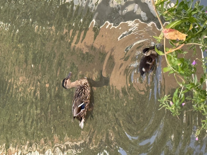 Wildlife on the estate lake